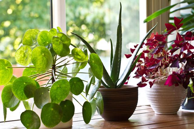 Pet kuænih biljaka koje odlièno utièu na vaše zdravlje